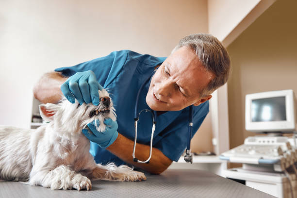 Best Dentist for Tooth Abscess  in Fairport, NY